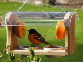 Design bird feeders