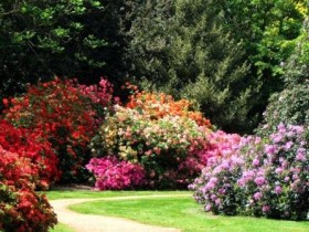 Decoration garden perennial shrubs