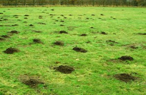 Поширені шкідники і хвороби газону на дачній ділянці: способи лікування газону