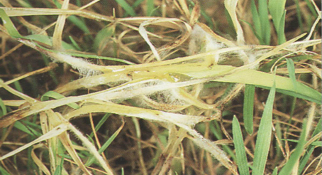 Газон, поврежденный грибком «Sclemtinia homeocarpa»