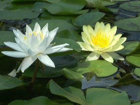 The combination of the nymphs in the pond