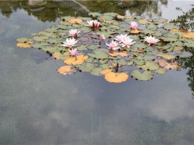 A pond with water lilies in the country