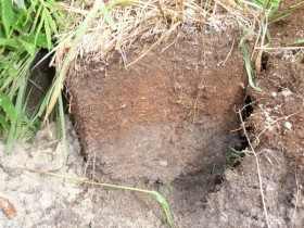 Peat soil on the site