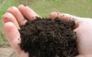 Как правильно подготовить почву под газон?