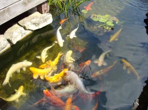 Breeding carp in a private pond at the cottage: make a pond for carp