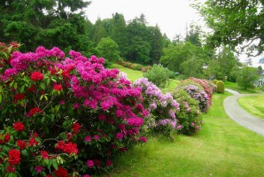 Rhododendron: blurry landing
