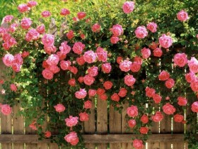 Fence-climbing roses