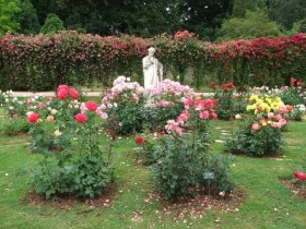 Beautiful rose garden
