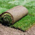 Рулонный газон: устройство, уход, технология выращивания и укладки