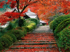 Stairs in Japanese garden