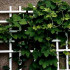 Design a homemade trellis for climbing plants in theory and photo examples