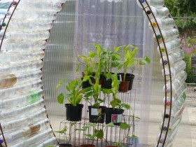 Creative greenhouse made of plastic bottles
