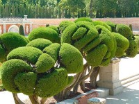 Decorative trimming of trees