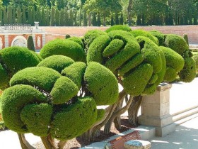 Decorative trimming of trees