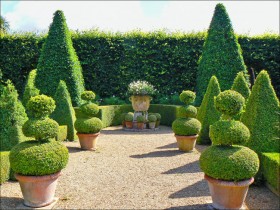 Symmetric trimmed bushes in the garden