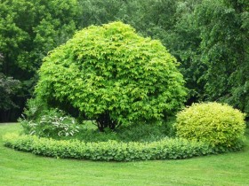 O'z qo'llari bilan bog'da Topiary 