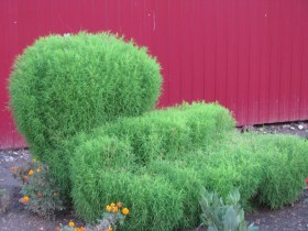 Simple topiary with their hands