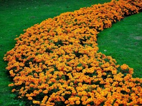 A flower bed of low-growing flowers on the lawn