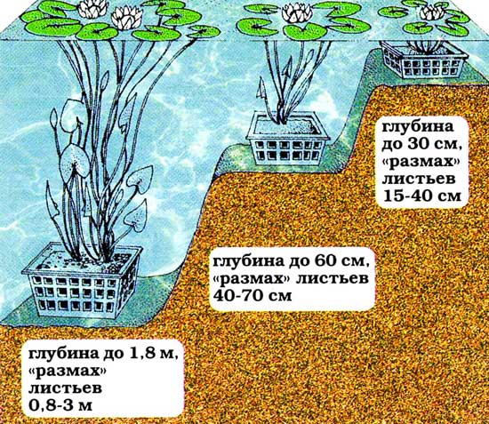 Посадка водных растений
