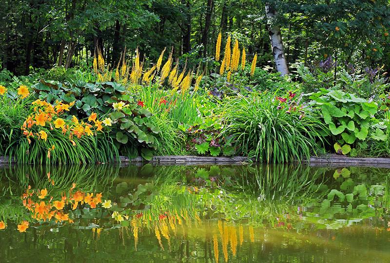Водные растения для пруда: виды, особенности ухода и фото примеры