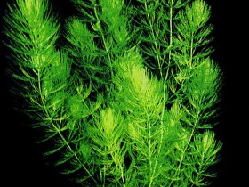 Ceratophyllum dark green
