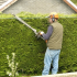 How to care for hedges, the choice of plants and 55 photo example + 3 video on pruning