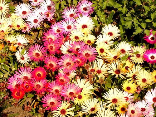 Роскошный цветочный ковер из разноцветных растений.