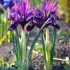 Spring guests – bulbous irises