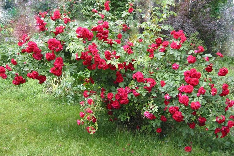 Плетистая роза сорта "Фламментанц" при выращивании без опоры.
