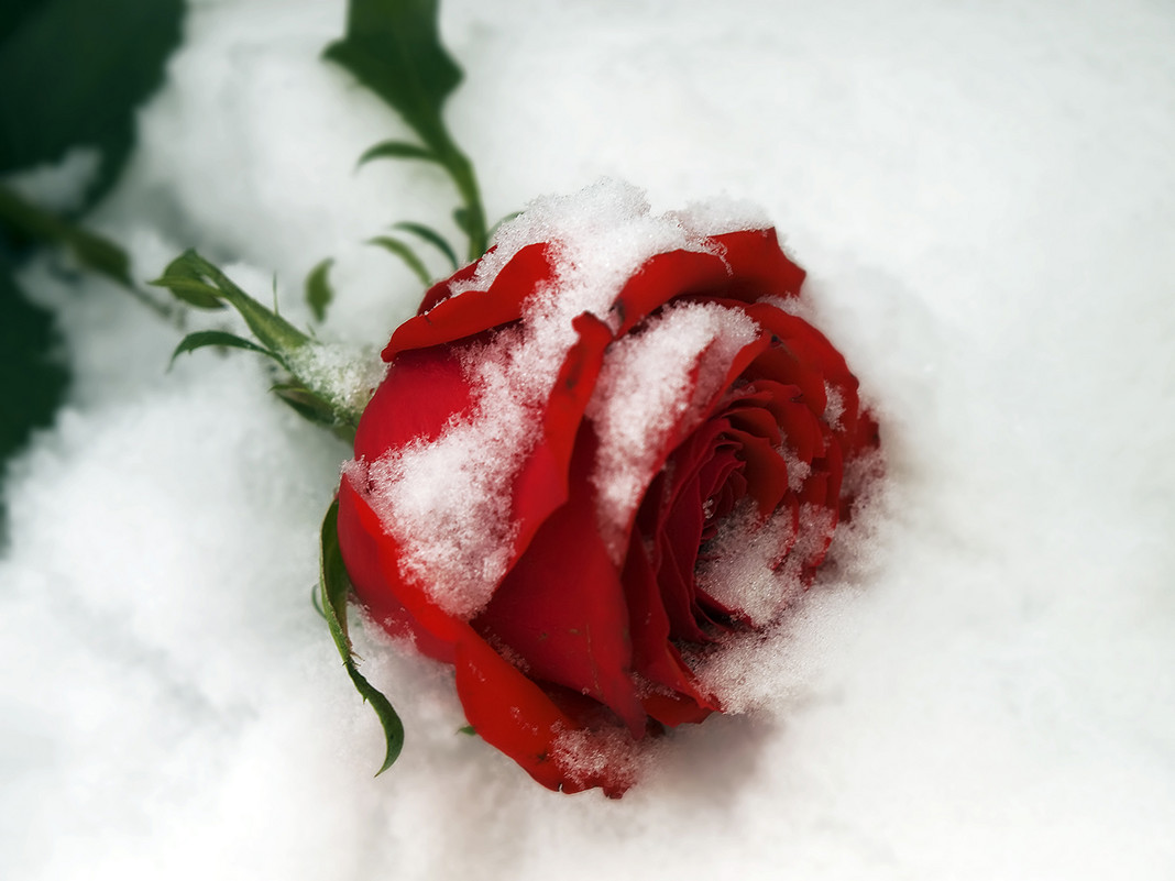 Роза на снегу.