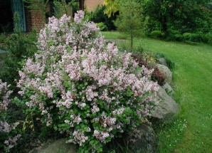 Lilacs in the garden: species and varieties