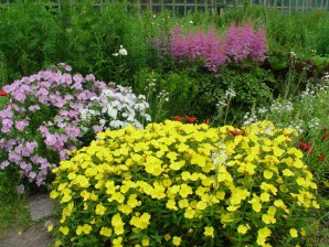 Evening primrose – evening primrose: planting and care