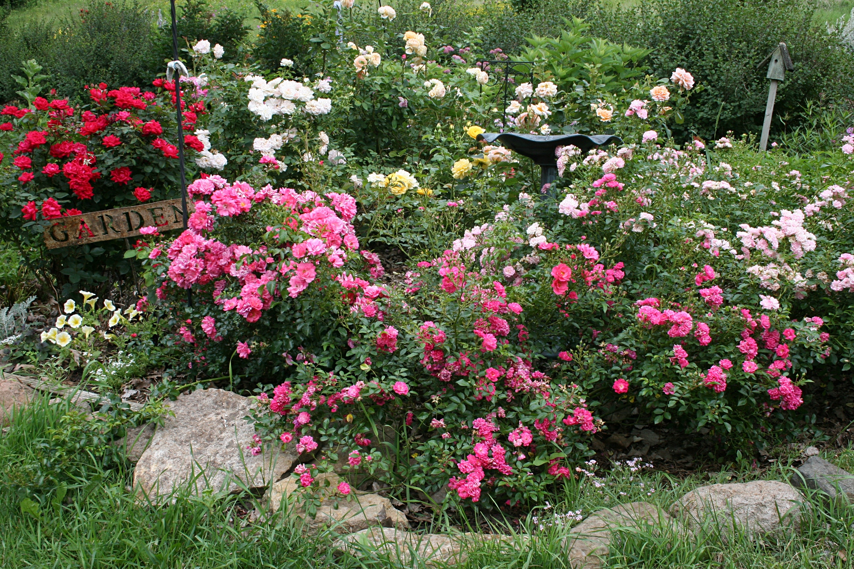 Английский розовый сад.