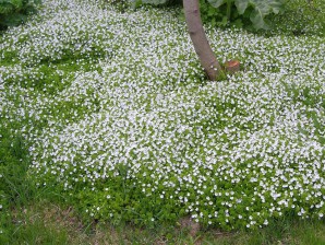 Alternatives to lawn: the best options for flowering of podvorotnya