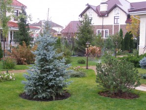 Blue spruce: growing technology