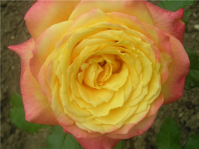 Крупноцветковая роза.