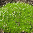 Зелений килим в саду – моховинки шилоподібна