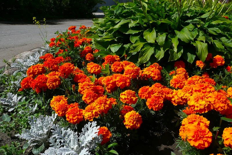 Оранжевые бархатцы - солнечные цветы.