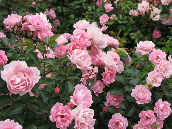 Парковые розы привыкли к минимальному уходу, они не требуют особой защиты в зимнее время года.