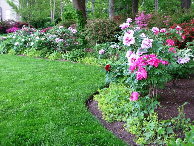 Розовые пионы разных оттенков в саду.