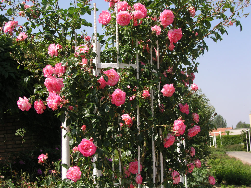 Плетистая роза на вертикальной опоре.