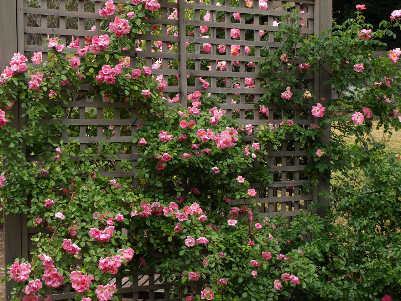Плетистая роза, размещенная на вертикальной опоре.