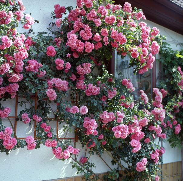 Плетистая роза на стене дома.