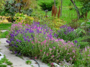 Лікарські рослини для вашого саду