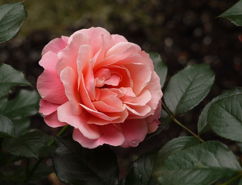 Роза флорибунда, сорт "Ботичелли".