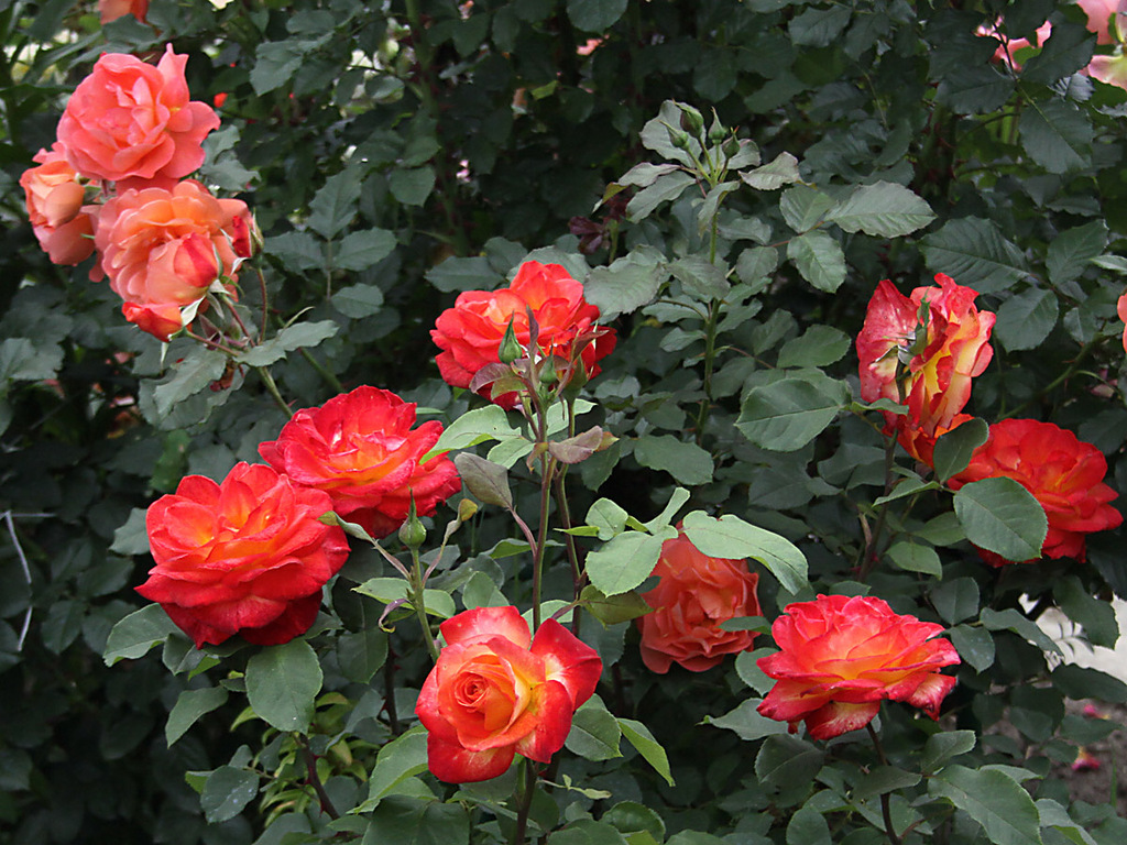 Розы флорибунда.