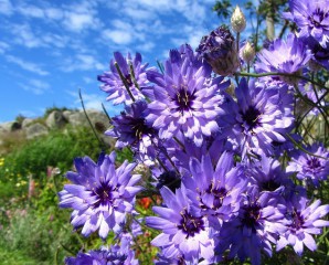 Lilac daisies catananche