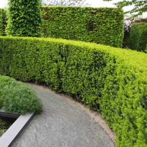 Strict hedges-fences: the best types to fit 25 photo