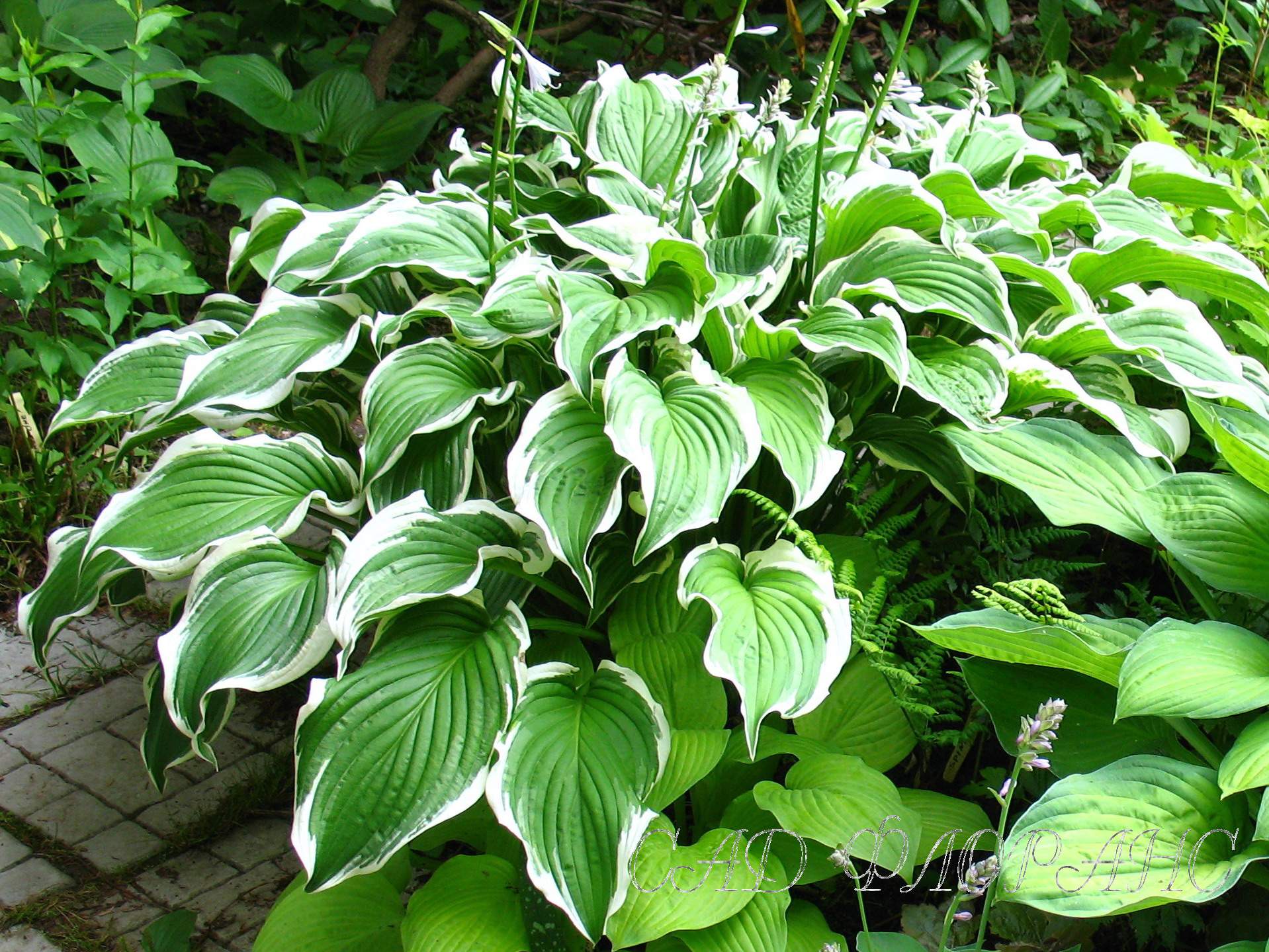 Хоста фото. Хоста Криспула. Хоста курчавая. Хоста crispula. Хоста курчавая (Hosta crispula).