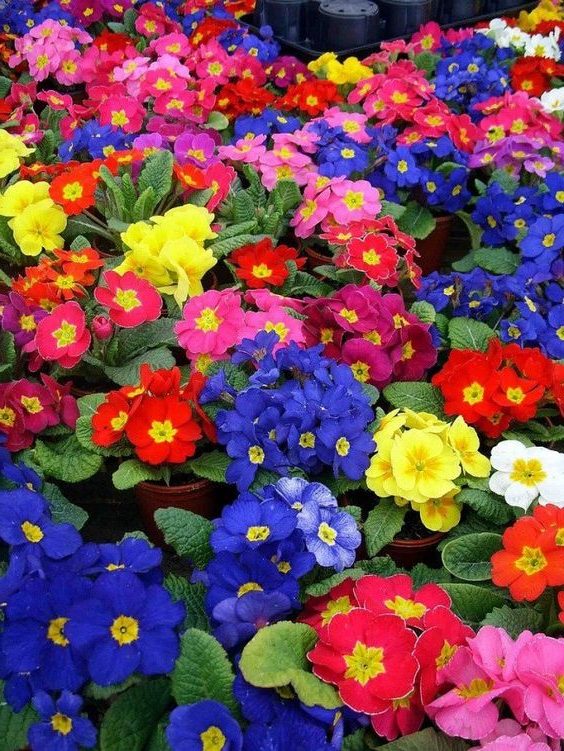 Красивые, разноцветные, с выделенным конкретным цветом цветы примулы.
